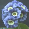 Auricula Bradmore Bluebell Abriachan Nurseries
